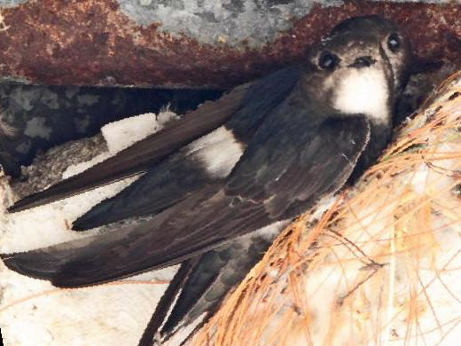 小白腰雨燕图片