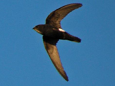 小白腰雨燕图片