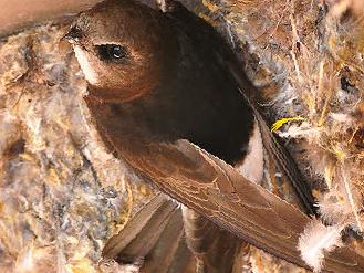 小白腰雨燕图片