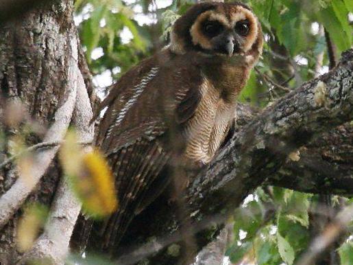 褐林鸮图片