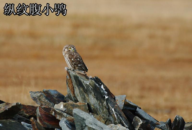 纵纹腹小鸮图片