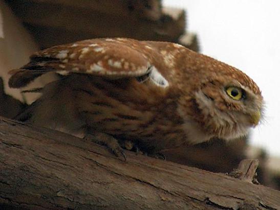 纵纹腹小鸮图片