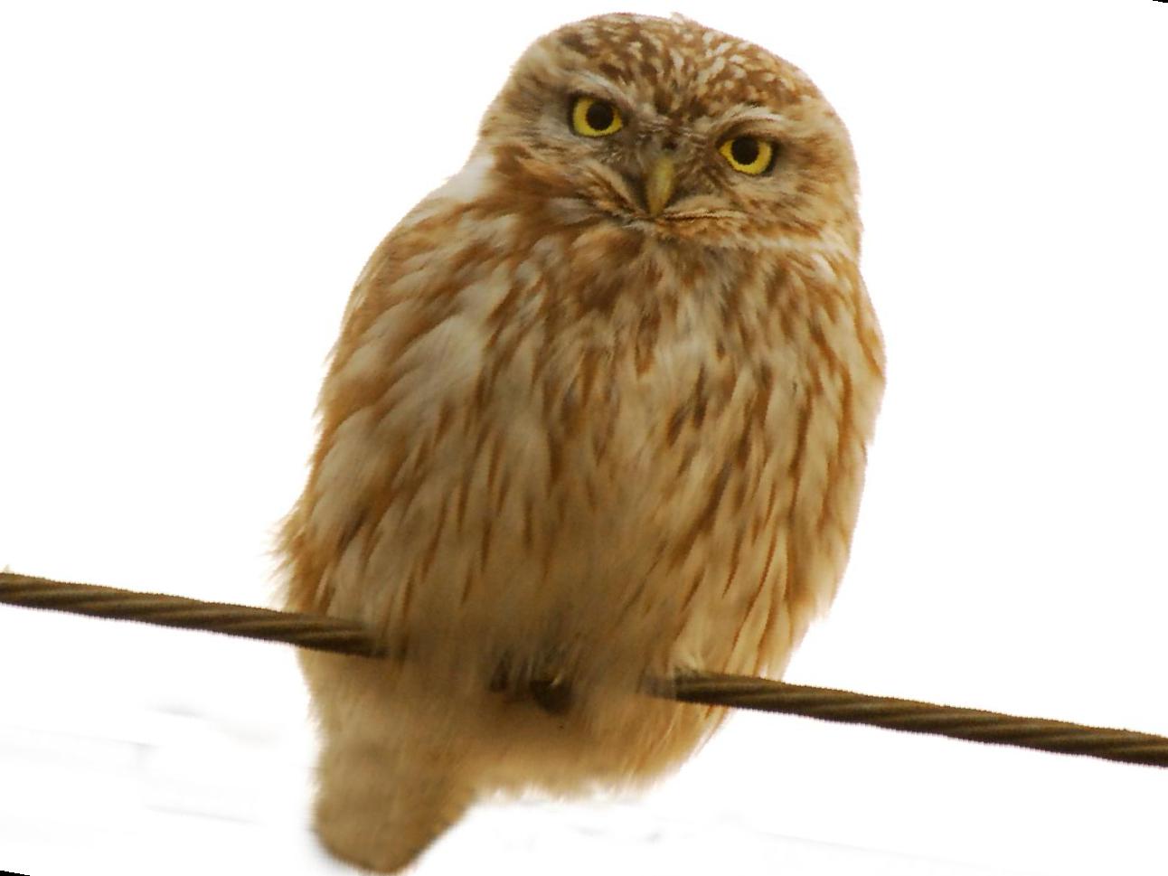 纵纹腹小鸮图片