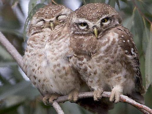 横斑腹小鸮图片