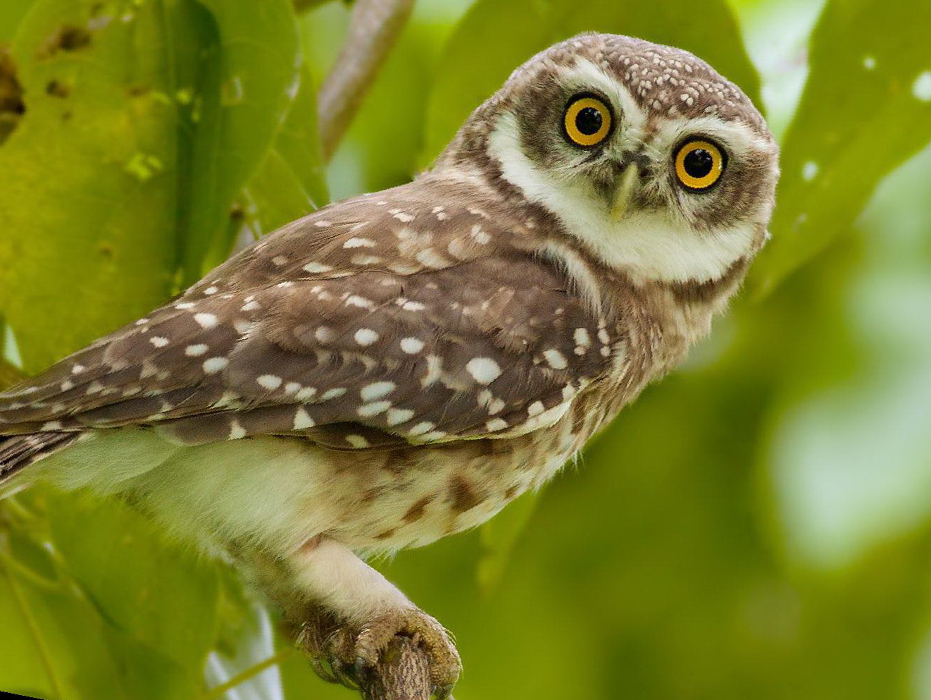 横斑腹小鸮图片