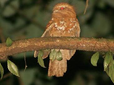 黑顶蟆口鸱图片