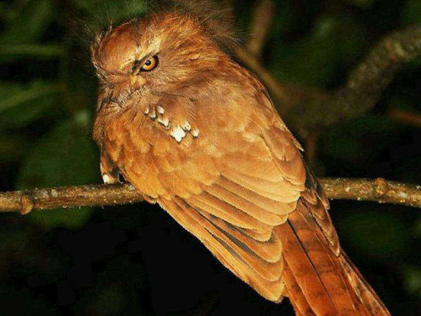 黑顶蟆口鸱图片