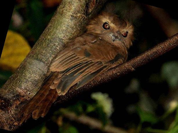 黑顶蟆口鸱图片