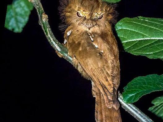 黑顶蟆口鸱图片