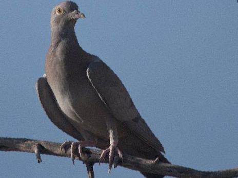 中亚鸽图片