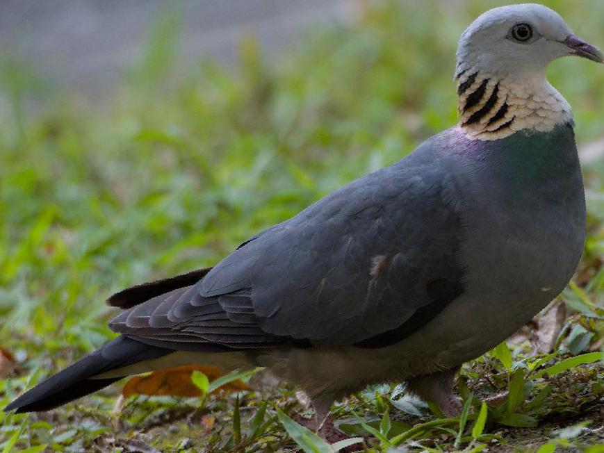 灰林鸽图片