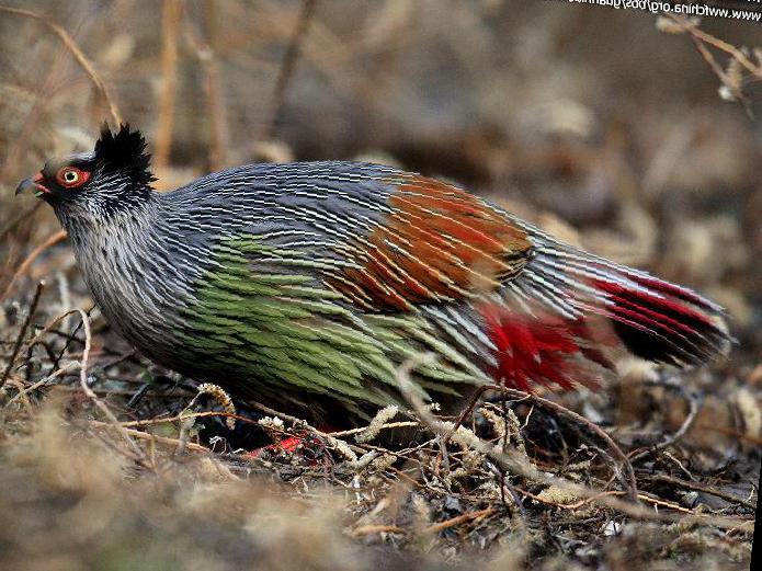 血雉图片