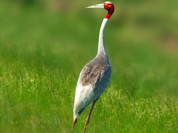 赤颈鹤图片