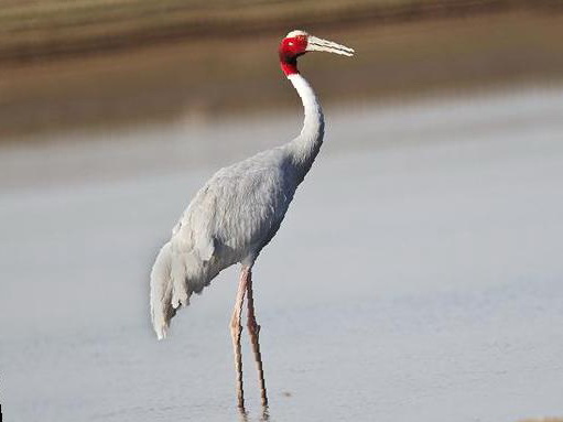 赤颈鹤图片