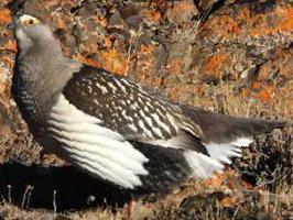 阿尔泰雪鸡图片
