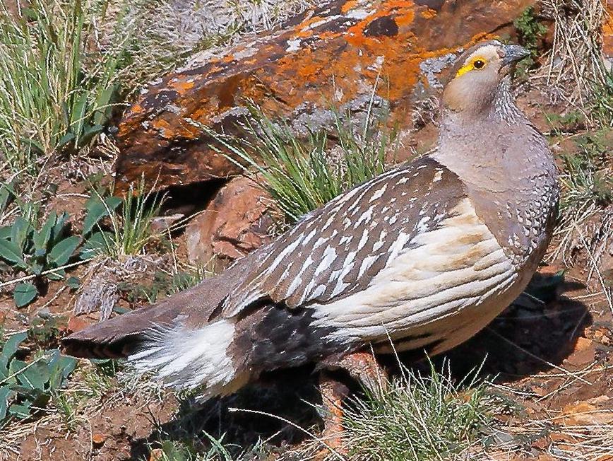 阿尔泰雪鸡图片