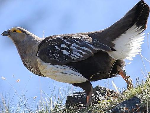 阿尔泰雪鸡图片