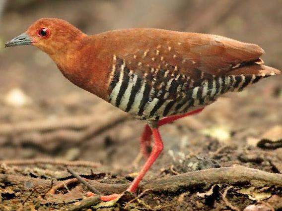 红腿斑秧鸡图片