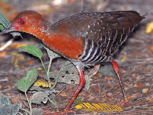 红腿斑秧鸡图片