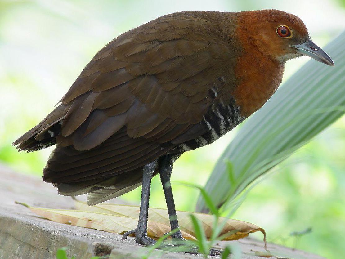 白喉斑秧鸡图片