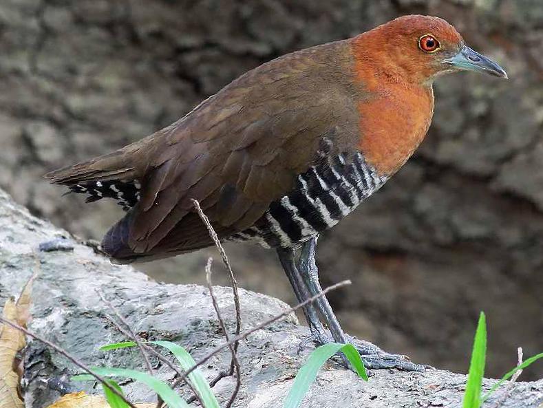 白喉斑秧鸡图片