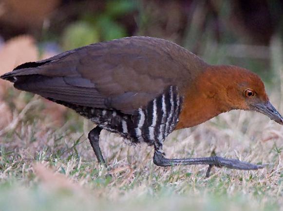 白喉斑秧鸡图片