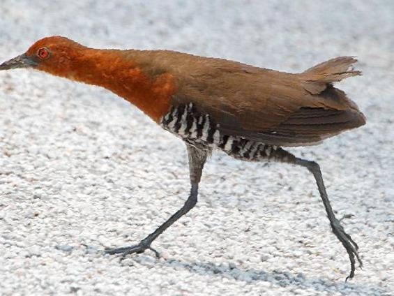 白喉斑秧鸡图片