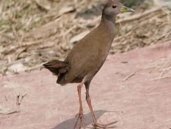 红脚苦恶鸟图片