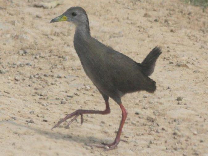 红脚苦恶鸟图片