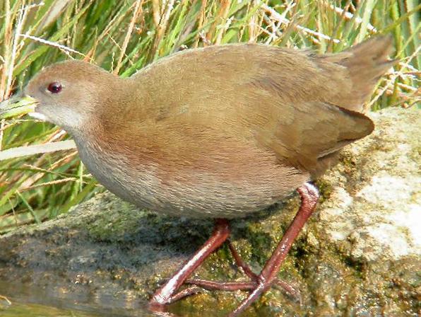 红脚苦恶鸟图片