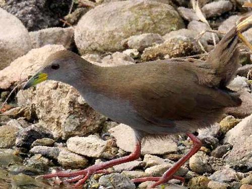 红脚苦恶鸟图片