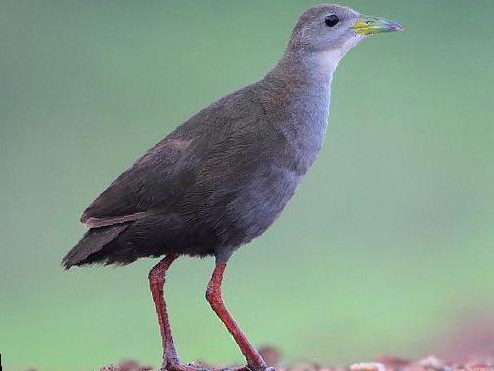 红脚苦恶鸟图片