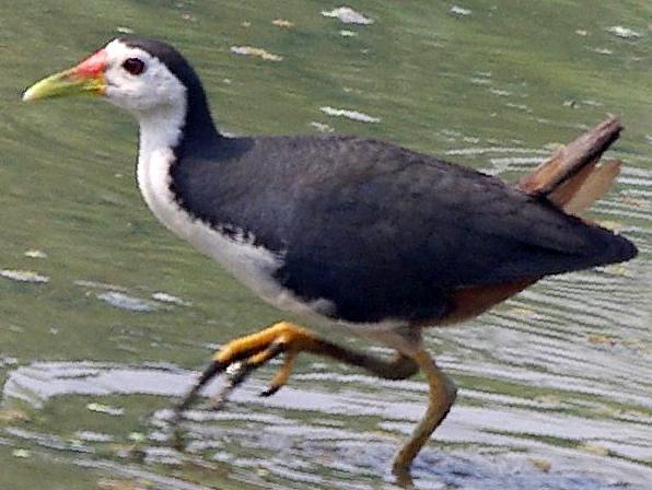 白胸苦恶鸟图片