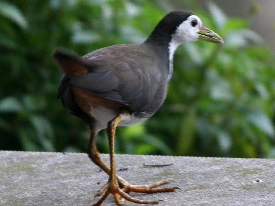 白胸苦恶鸟图片
