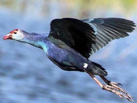 紫水鸡图片