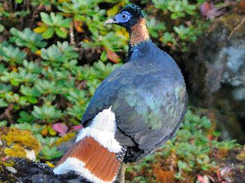 白尾梢虹雉图片