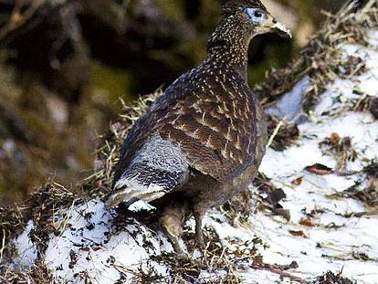 白尾梢虹雉图片