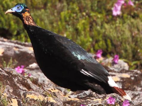 白尾梢虹雉图片