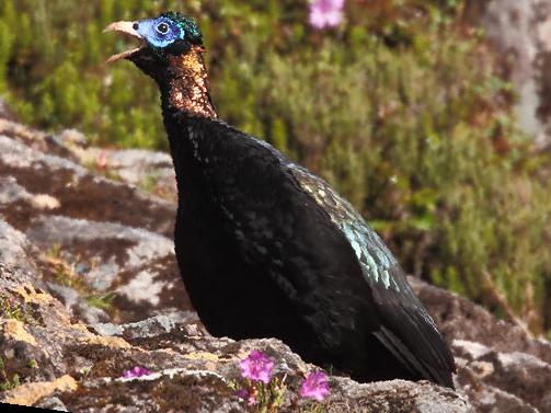 白尾梢虹雉图片