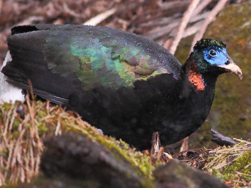 白尾梢虹雉图片