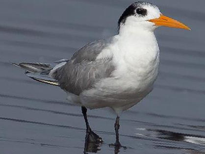 小凤头燕鸥图片