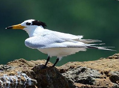 黑嘴端凤头燕鸥图片
