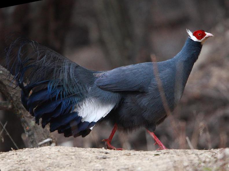 蓝马鸡图片