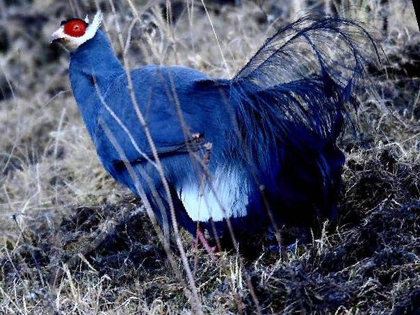 蓝马鸡图片
