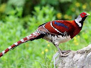 白颈长尾雉图片