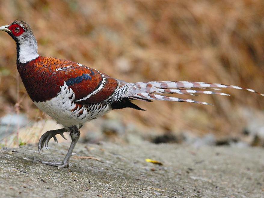 白颈长尾雉图片