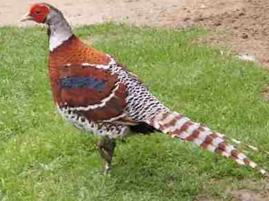 白颈长尾雉图片