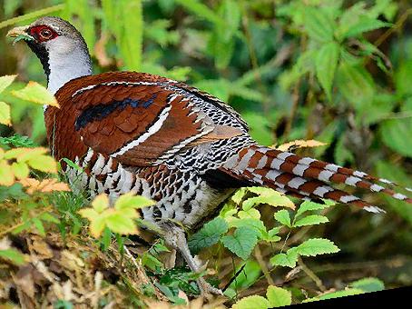 白颈长尾雉图片