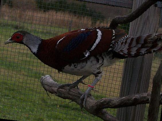 白颈长尾雉图片