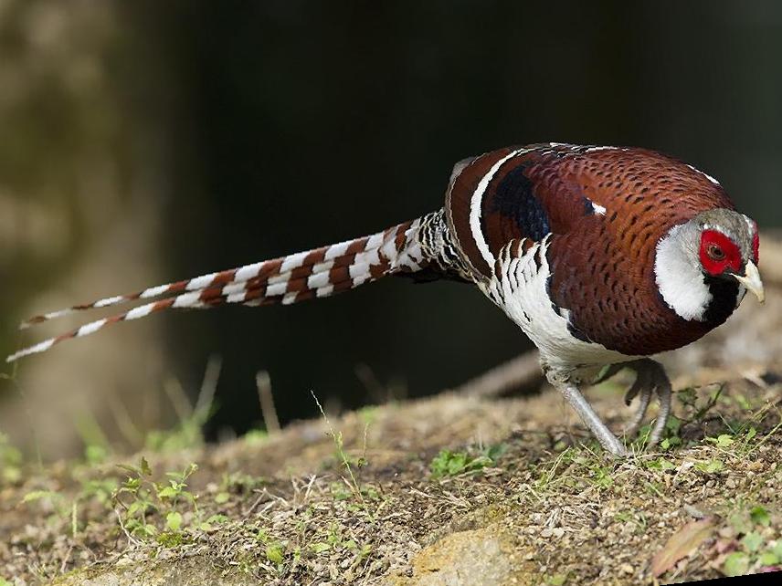 白颈长尾雉图片